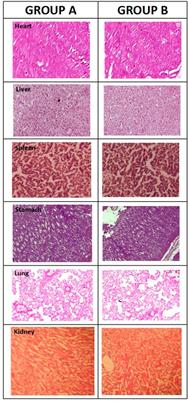 Corrigendum: Chitosan/Xanthan Gum based hydrogels as potential carrier for an antiviral drug: Fabrication, characterization, and safety evaluation